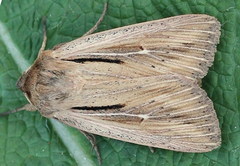 Leucania comma