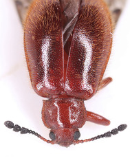 Paratenetus