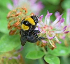 Bombus argillaceus