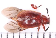 Paratenetus