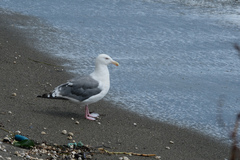 Larus schistisagus
