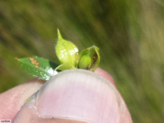 Psoralea obliqua