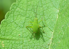 Poecilimon macedonicus