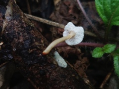 Filoboletus