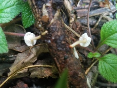 Filoboletus