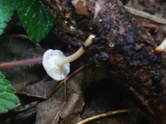 Filoboletus