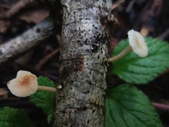 Filoboletus