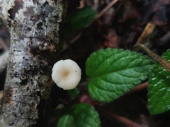 Filoboletus
