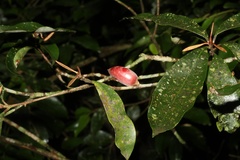 Englerophytum natalense