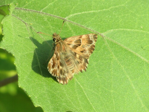 Mallow Skipper photo 5