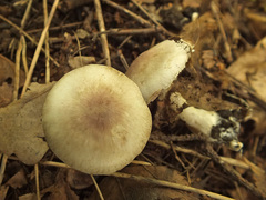 Agaricus semotus
