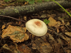 Agaricus semotus