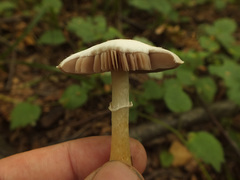 Agaricus semotus