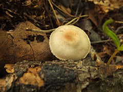 Agaricus semotus