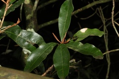 Englerophytum natalense