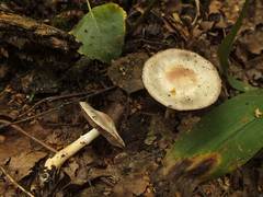 Agaricus semotus