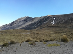 Muhlenbergia macroura