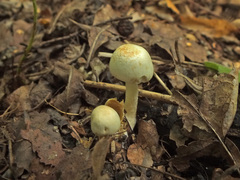 Agaricus semotus