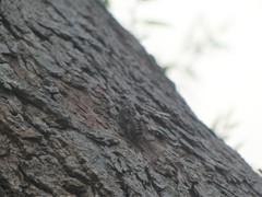 Pauropsalta