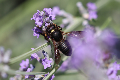 Megachile albocristata