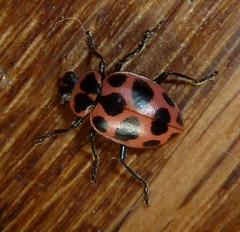 Coleomegilla maculata lengi