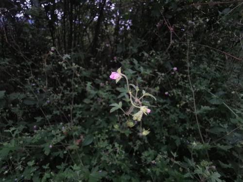 Image of Geranium divaricatum by (c) Csaba Béla Eötvös, some rights reserved (CC BY)