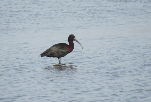 Ibis falcinelle