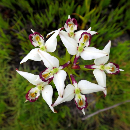 Blacktrim Disa