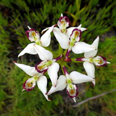 Blacktrim Disa