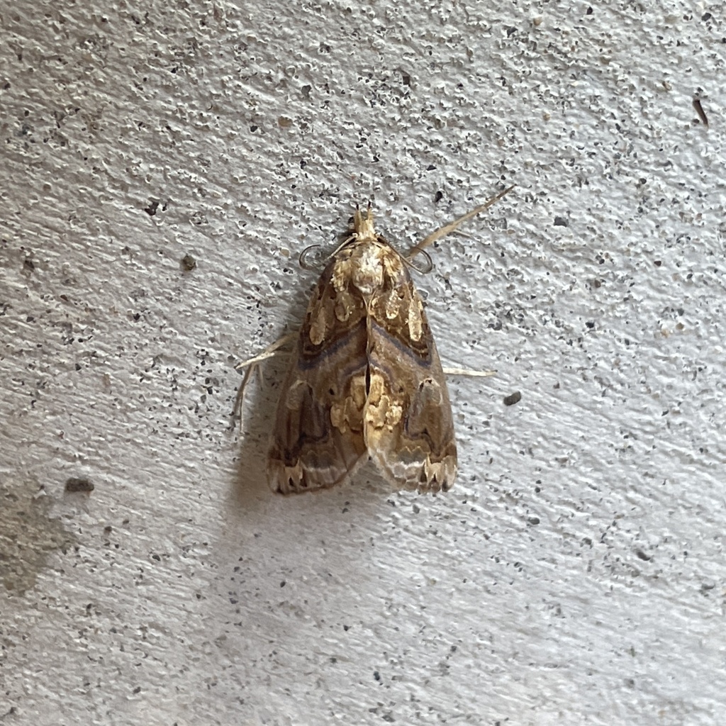 Moonseed Moth in June 2023 by Stephanie Tran · iNaturalist