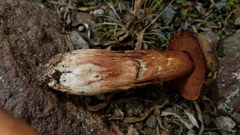 Porphyrellus