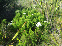 Brunia paleacea