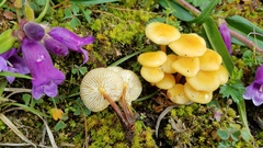 Flammulina mexicana