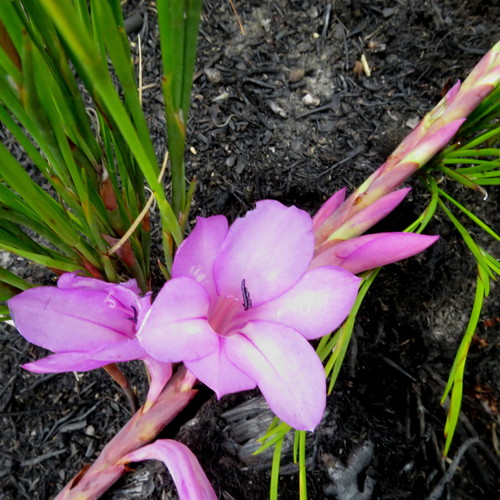 Image of Watsonia fourcadei by no rights reserved