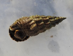 Batillaria australis