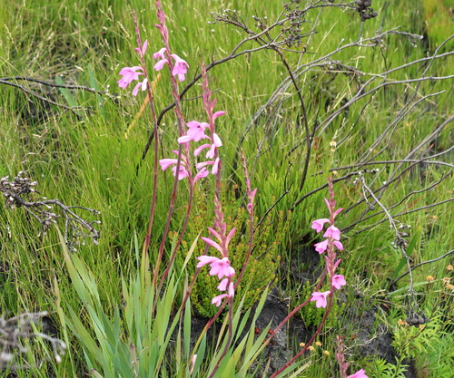 Image of Watsonia fourcadei by no rights reserved