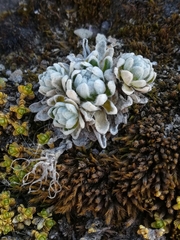 Draba nivicola