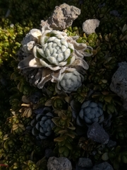 Draba nivicola