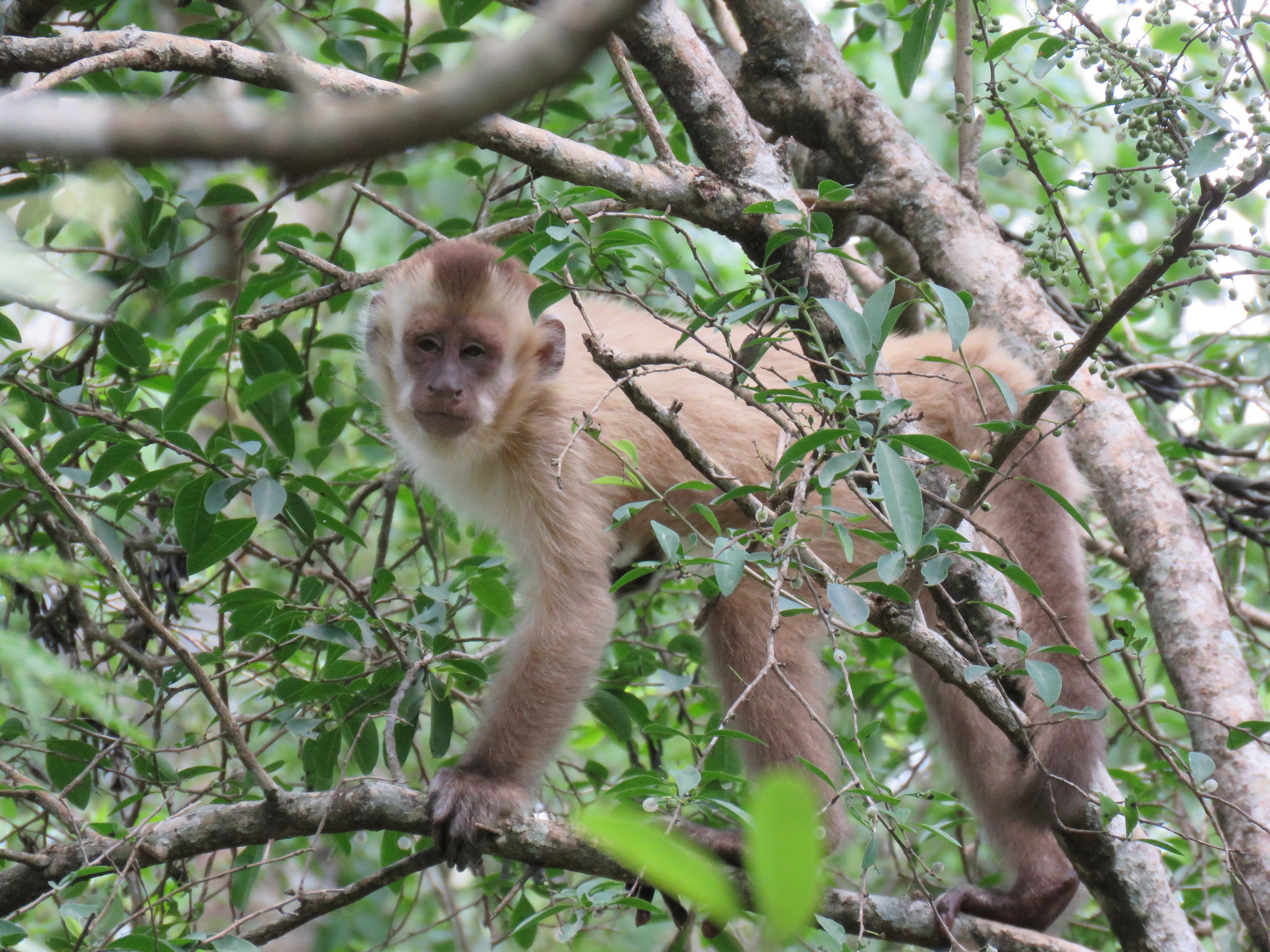 Macaco-prego-do-papo-amarelo (Sapajus cay) · BioDiversity4All