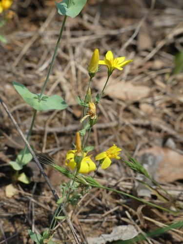 Blackstonia grandiflora image