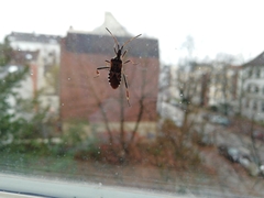 Leptoglossus occidentalis
