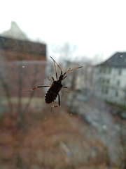 Leptoglossus occidentalis