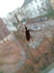 Leptoglossus occidentalis