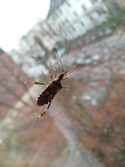Leptoglossus occidentalis