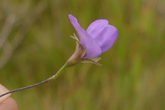 Psoralea laxa