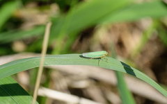 Cicadella