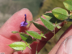 Psoralea monophylla