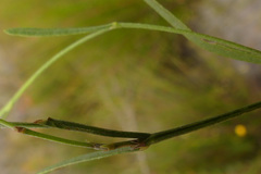 Psoralea laxa