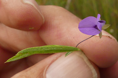 Psoralea laxa