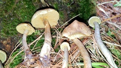Gymnopilus punctifolius